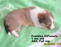Frankie #3F, a female Shetland Sheepdog for sale in Round Mountain, TX – Photo 4 of 10