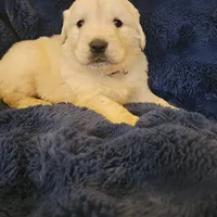 Coach , a male English Cream Golden Retriever for sale in Corydon, IN – Photo 6 of 10