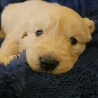 Coach , a male English Cream Golden Retriever for sale in Corydon, IN – Photo 4 of 10