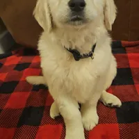 Coach , a male English Cream Golden Retriever for sale in Corydon, IN – Photo 1 of 10