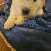 Coach , a male English Cream Golden Retriever for sale in Corydon, IN – Photo 5 of 10