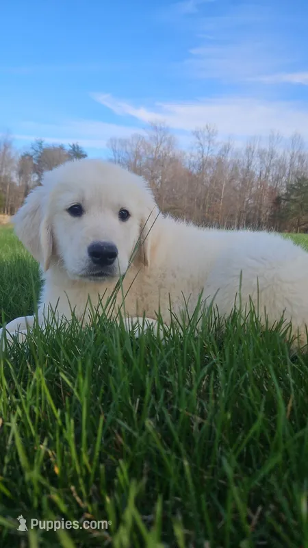 Coach  – English Cream Golden Retriever puppy for sale in Corydon, IN