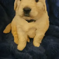 Coach , a male English Cream Golden Retriever for sale in Corydon, IN – Photo 3 of 10