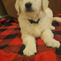 Coach , a male English Cream Golden Retriever for sale in Corydon, IN – Photo 7 of 10