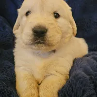 Coach , a male English Cream Golden Retriever for sale in Corydon, IN – Photo 2 of 10