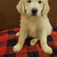 Fendi , a male English Cream Golden Retriever for sale in Corydon, IN – Photo 4 of 7