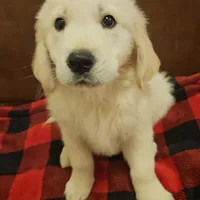 Fendi , a male English Cream Golden Retriever for sale in Corydon, IN – Photo 1 of 7