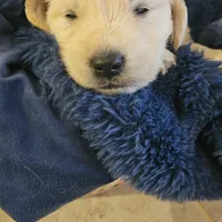 Fendi , a male English Cream Golden Retriever for sale in Corydon, IN – Photo 3 of 7