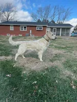 Fendi , a male English Cream Golden Retriever for sale in Corydon, IN – Photo 6 of 7