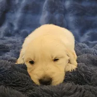 Fendi , a male English Cream Golden Retriever for sale in Corydon, IN – Photo 2 of 7