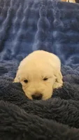 Fendi , a male Golden Retriever for sale in Corydon, IN – Photo 1 of 2