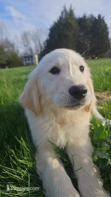 Fendi  – Golden Retriever puppy for sale in Corydon, IN