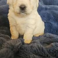 Gucci, a male English Cream Golden Retriever for sale in Corydon, IN – Photo 2 of 9