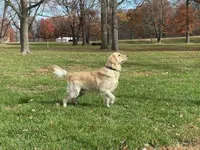 Gucci, a male English Cream Golden Retriever for sale in Corydon, IN – Photo 7 of 9