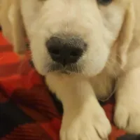 Gucci, a male English Cream Golden Retriever for sale in Corydon, IN – Photo 3 of 9