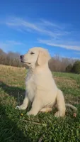 Gucci, a male English Cream Golden Retriever for sale in Corydon, IN – Photo 4 of 10
