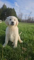 Gucci, a male English Cream Golden Retriever for sale in Corydon, IN – Photo 3 of 10