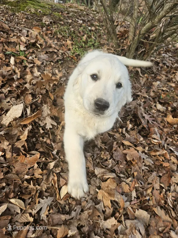 Gucci – English Cream Golden Retriever puppy for sale in Corydon, IN