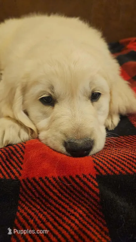 Gucci – English Cream Golden Retriever puppy for sale in Corydon, IN