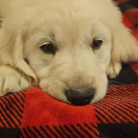 Gucci, a male English Cream Golden Retriever for sale in Corydon, IN – Photo 5 of 9