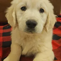 Gucci, a male English Cream Golden Retriever for sale in Corydon, IN – Photo 1 of 9