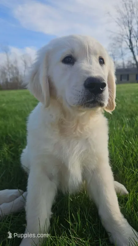 Gucci – English Cream Golden Retriever puppy on hold in Corydon, IN