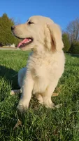 Gucci, a male English Cream Golden Retriever for sale in Corydon, IN – Photo 6 of 10