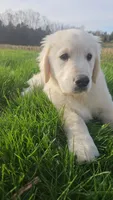 Gucci, a male English Cream Golden Retriever for sale in Corydon, IN – Photo 5 of 10