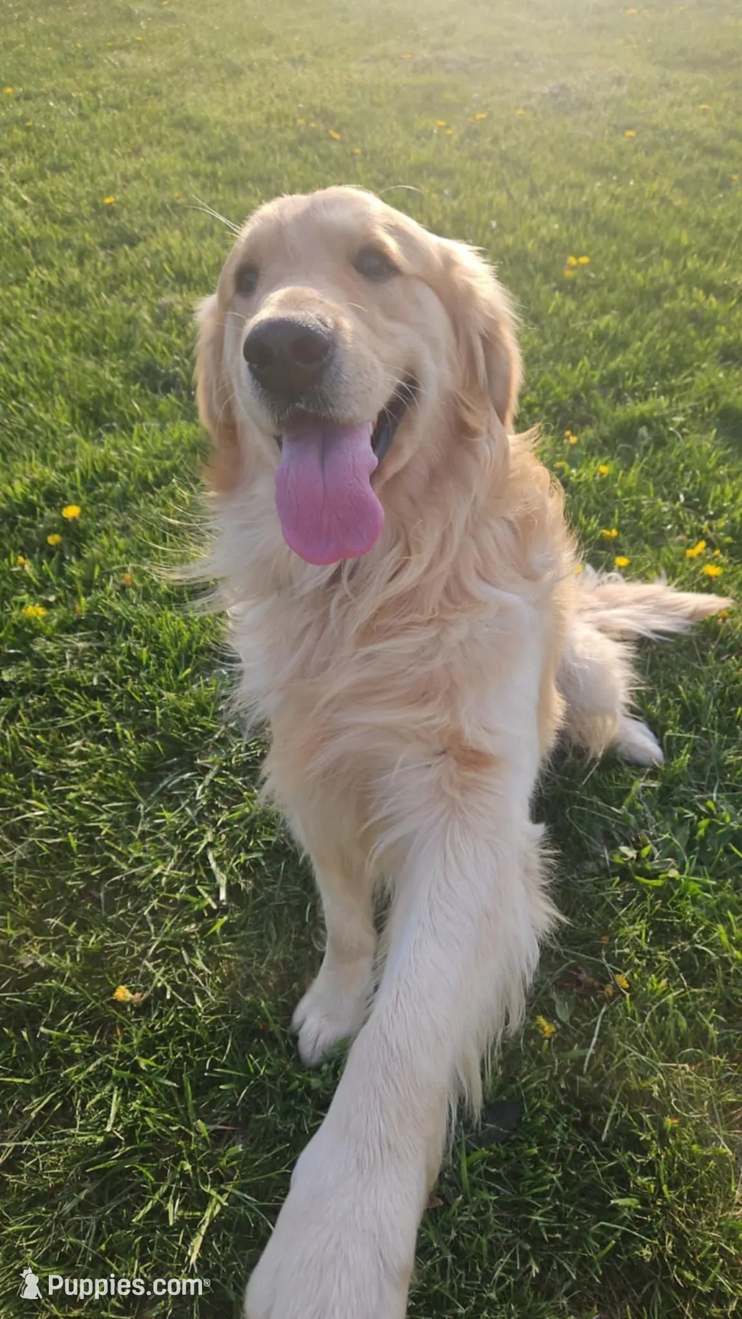 Gucci, a male English Cream Golden Retriever for sale in Corydon, IN – Photo 10 of 10