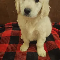 Gucci, a male English Cream Golden Retriever for sale in Corydon, IN – Photo 6 of 9