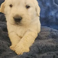 Gucci, a male English Cream Golden Retriever for sale in Corydon, IN – Photo 4 of 9