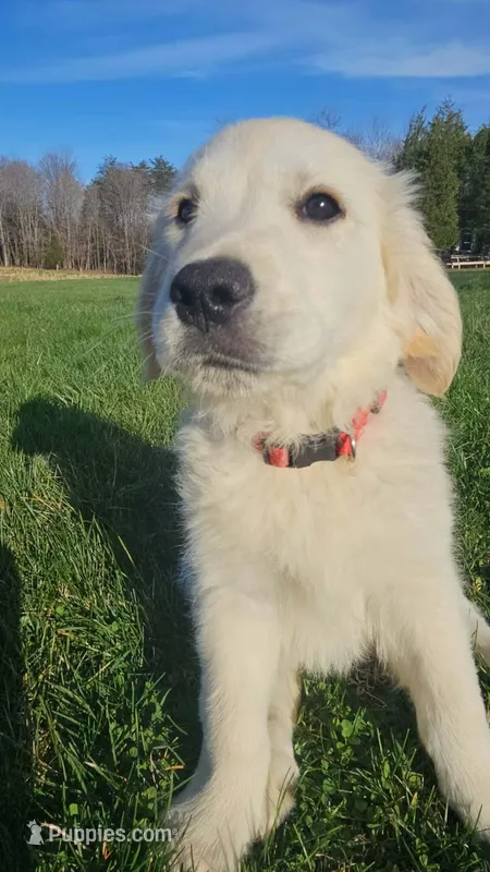 Porsche  – English Cream Golden Retriever puppy for sale in Corydon, IN