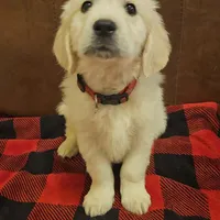 Porsche , a male English Cream Golden Retriever for sale in Corydon, IN – Photo 1 of 6