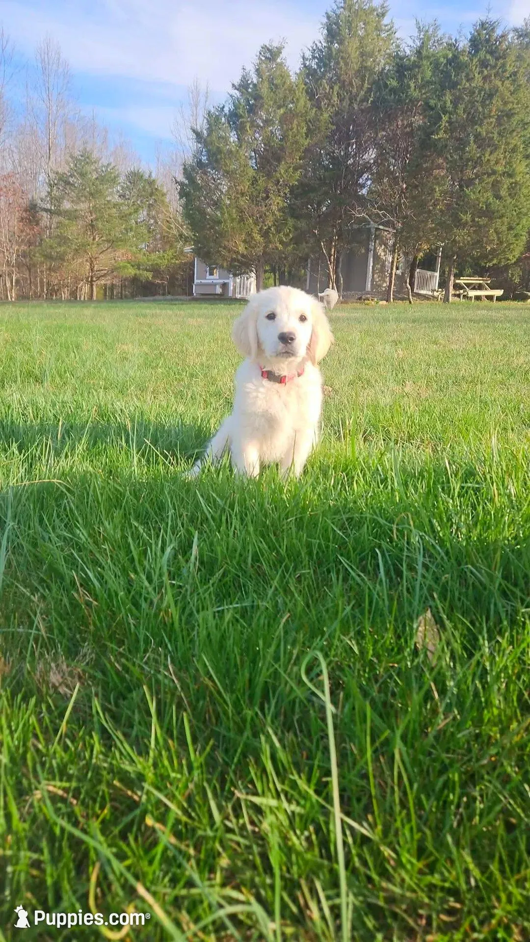 Porsche , a male English Cream Golden Retriever for sale in Corydon, IN – Photo 10 of 10