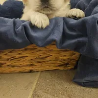 Porsche , a male English Cream Golden Retriever for sale in Corydon, IN – Photo 2 of 6