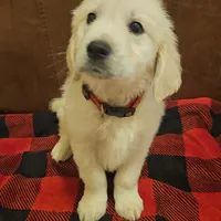 Porsche , a male English Cream Golden Retriever for sale in Corydon, IN – Photo 3 of 6