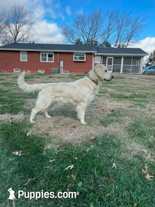 Porsche , a male English Cream Golden Retriever for sale in Corydon, IN – Photo 5 of 10