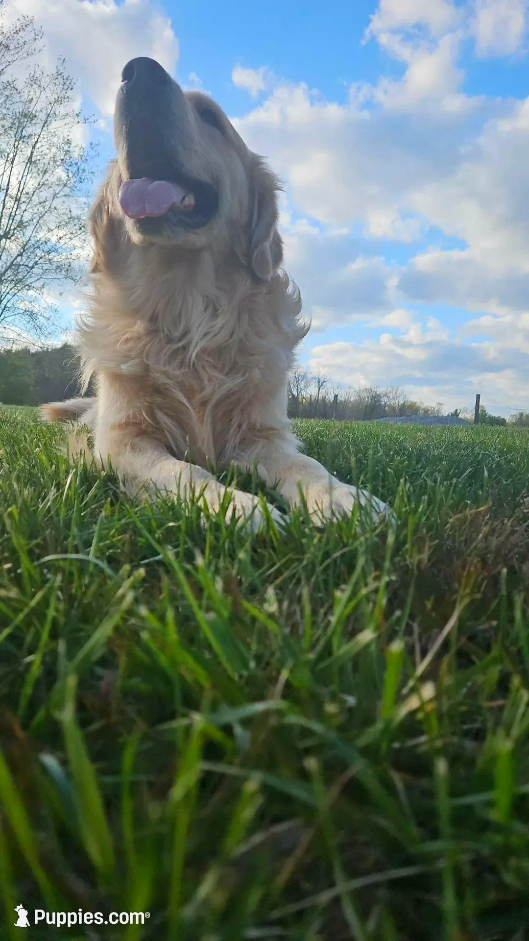 Porsche , a male English Cream Golden Retriever for sale in Corydon, IN – Photo 7 of 10