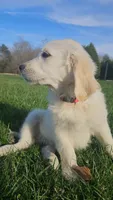 Porsche , a male English Cream Golden Retriever for sale in Corydon, IN – Photo 2 of 10