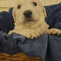 Chanel , a female English Cream Golden Retriever for sale in Corydon, IN – Photo 2 of 7