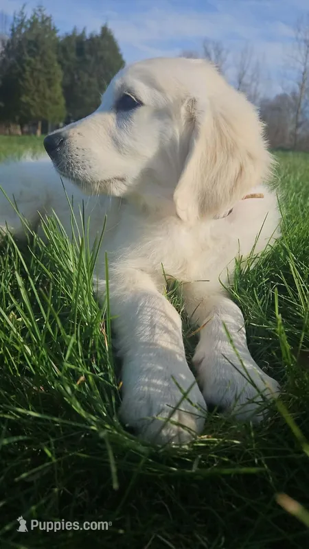 Chanel  – English Cream Golden Retriever puppy for sale in Corydon, IN