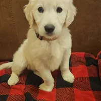 Chanel , a female English Cream Golden Retriever for sale in Corydon, IN – Photo 3 of 7