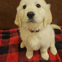 Ralph Lauren , a male English Cream Golden Retriever for sale in Corydon, IN – Photo 1 of 10