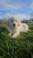 Ralph Lauren , a male Golden Retriever for sale in Corydon, IN – Photo 3 of 7