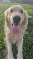 Ralph Lauren , a male Golden Retriever for sale in Corydon, IN – Photo 7 of 7