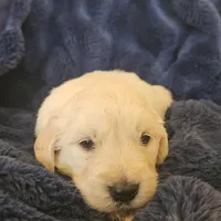 Ralph Lauren , a male English Cream Golden Retriever for sale in Corydon, IN – Photo 4 of 10