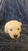 Ralph Lauren , a male Golden Retriever for sale in Corydon, IN – Photo 3 of 6