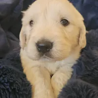Ralph Lauren , a male English Cream Golden Retriever for sale in Corydon, IN – Photo 2 of 10