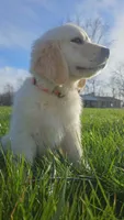 Ralph Lauren , a male Golden Retriever for sale in Corydon, IN – Photo 2 of 7