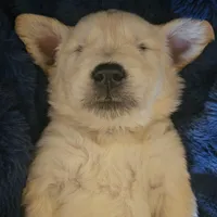 Ralph Lauren , a male English Cream Golden Retriever for sale in Corydon, IN – Photo 6 of 10